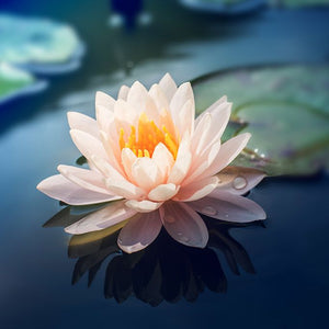 Lotus Flower - Handmade Soap